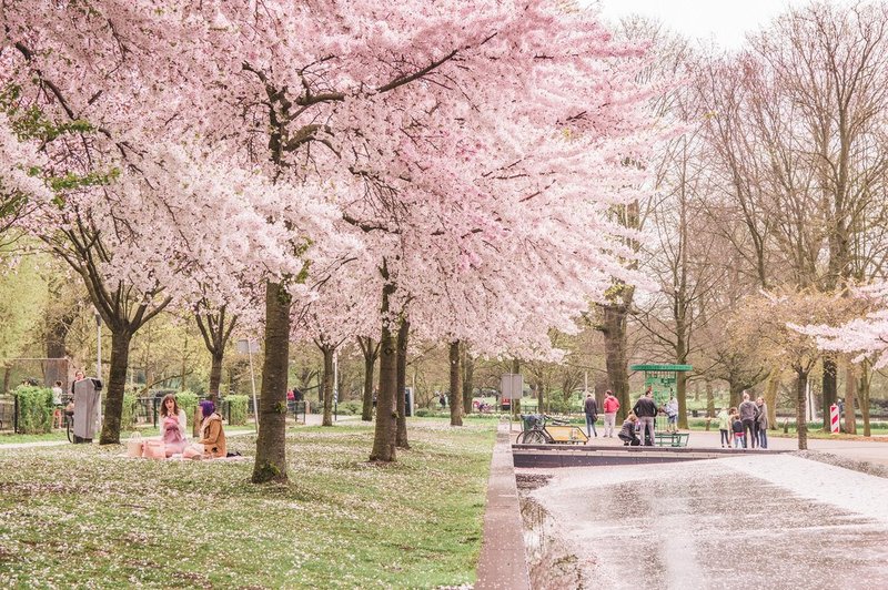 Cherry Blossoms Amsterdam